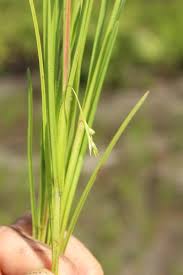 Image result for Scleria