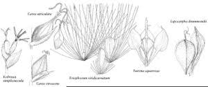 Image result for Fuirena pubescens