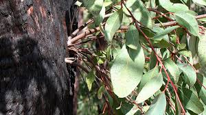 Image result for Eucalyptus