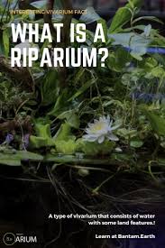 Riparium Complete Care Guide How To Build Bantam Earth Aquaponics Aquaponics System Terrarium Plants