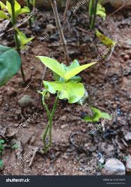 Image result for Vangueria randii