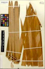 Image result for Raphia sese