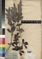 Image result for Hippocratea parviflora