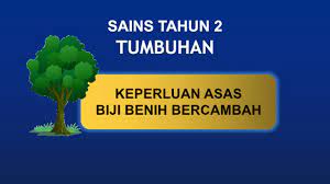 Pepaya california secara umum diperbanyak secara generatif yakni dengan biji. Keperluan Asas Biji Benih Bercambah Youtube