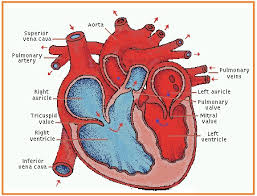 Arteriola, cabang kecil dari sistem arteri yang berfungsi sebagai kendali Soal Essay Dan Jawaban Tentang Sistem Kardiovaskuler Penggambar