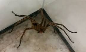 As aranhas armadeiras pertencem ao gênero phoneutria, família ctenidae. Pesquisa Com Veneno De Aranha Pode Gerar Remedio Para Disfuncao Eretil Agencia Brasil