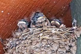 Baby Barn Swallows Handmade 5x7 Photo Greeting Card Card Etsy Baby Barn Swallows Baby Barn Barn Swallow