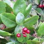 Image result for Psorospermum febrifugum