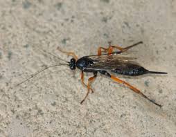 Flying insects may be small creatures but are a good example of a successful adaptation theory, having survived all conditions. Pimpla Rufipes Naturespot