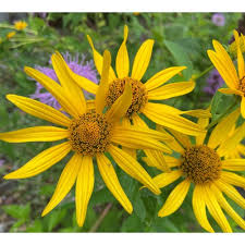 Image result for Aspilia helianthoides