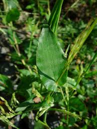 Image result for Arthraxon micans