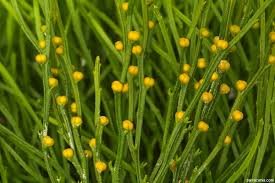 Image result for Psilotum nudum