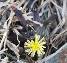 Image result for Launaea rarifolia