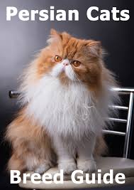 Find oriental longhair kittens for sale on pets4you.com. Persian Cats Thecatsite Articles