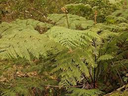 Image result for Cyathea capensis
