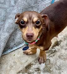 Dachshund mix needs forever family