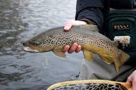 Montana Wild Montana Brown Trout Fly Fishing Bitteroot Missoula Fly Fishing Wade Fishing Zack Boughton Echo Carbon Rod Fly Fishing Wade Fishing Fish