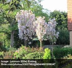 Use as specimen tree in areas where it can be appreciated for the exfoliating cinnamon colored bark. Amazing Columnar Trees The Best Tall Skinny Trees Pictures