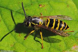 Sorry i don't have a better image, but my girlfriend found something she thought looked like a cockroach and tried to smash it found this bee in our backyard. Guide To Identifying Wasps And Other Stinging Insects The Student Conservation Association