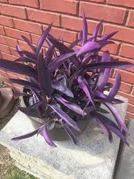 Birth Month Flower Grow Kit Australia Pin On Garden