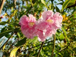 Image result for Tabebuia heterophylla