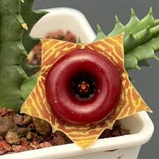 Image result for Huernia zebrina