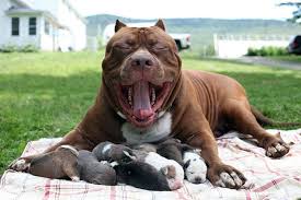 Dunyanin En Buyuk Pitbull Hulk Ve 8 Yavrusuna 500 000 Dolar Deger Bictiler The World S Largest Pitbull Hulk And They Reap 500 000 W Pitbull Kopek Hulk