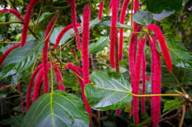 Image result for Acalypha fimbriata