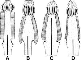 Image result for isolona lebrunii