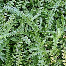 Image result for Microlepia speluncae