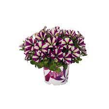 Petunia peppy blue ist eine kompakt wachsende sorte. Peppy Purple Products Dummen Orange