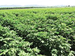 Learn Everything You Need To Know About Harvest Aid Chemicals For New Mexico Cotton Nmsu Farming Newmexico Farm Agriculture New Mexico