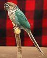 8,928 likes · 267 talking about this. Category Pyrrhura Molinae Wikimedia Commons