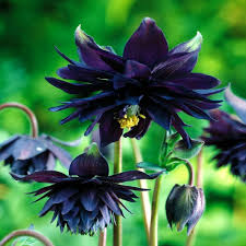 Black barlow columbine is a fine choice for the garden, but it is also a good selection for planting in outdoor pots and containers. Black Flowers Perennials Flowers Perennials Black Flowers Dark Flowers