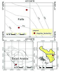 Image result for Aspilia kotschyi