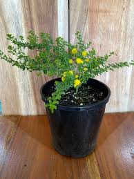 Image result for Acacia lasiopetala