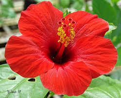 There are around 200 species of this plant and they belong to the. Red Hibiscus Hibiscus Flowers Hibiscus Pretty Flowers