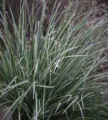 Image result for Chlorophytum colubrinum