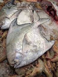Singapore Fish Files Pomfrets And Pompanos Ieatishootipost