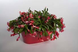 A christmas cactus is a tropical cactus, not a desert cactus. Christmas Cactus Outdoors For Summer P Allen Smith
