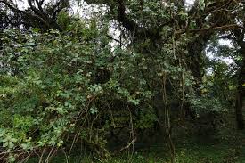 Image result for Astropanax abyssinicus