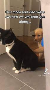 Pin On Animales