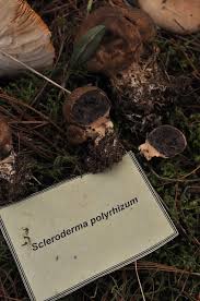 Image result for Scleroderma polyrhizon
