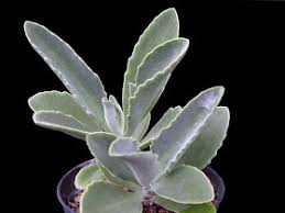 Image result for Kalanchoe brachyloba
