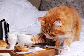 Cat Stealing Food Cats Funny Cat Photos Animal Photo