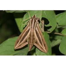 Image result for Ampelocissus multistriata