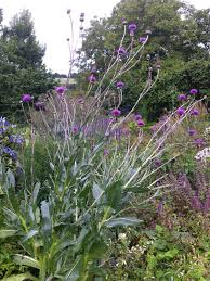Image result for Cirsium