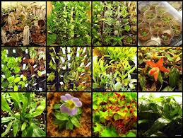 Terrarium Plants 101 Picking The Right Plants Terrarium Plants Tropical Terrariums Plants