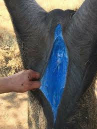 Hog Killed That Has A Weird Blue Color Inside Color Blue Color Animals