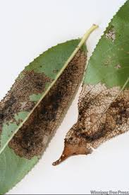 Image result for venturia saliciperda willow tree